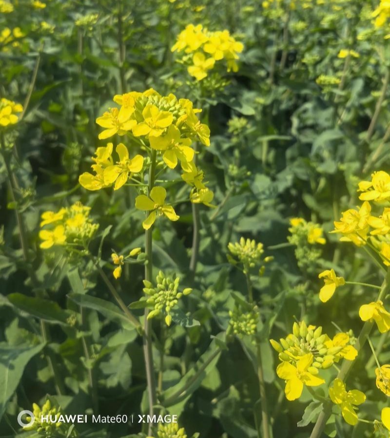 陕油19杂交油菜种子种籽油菜花籽种耐寒高产榨油可机收