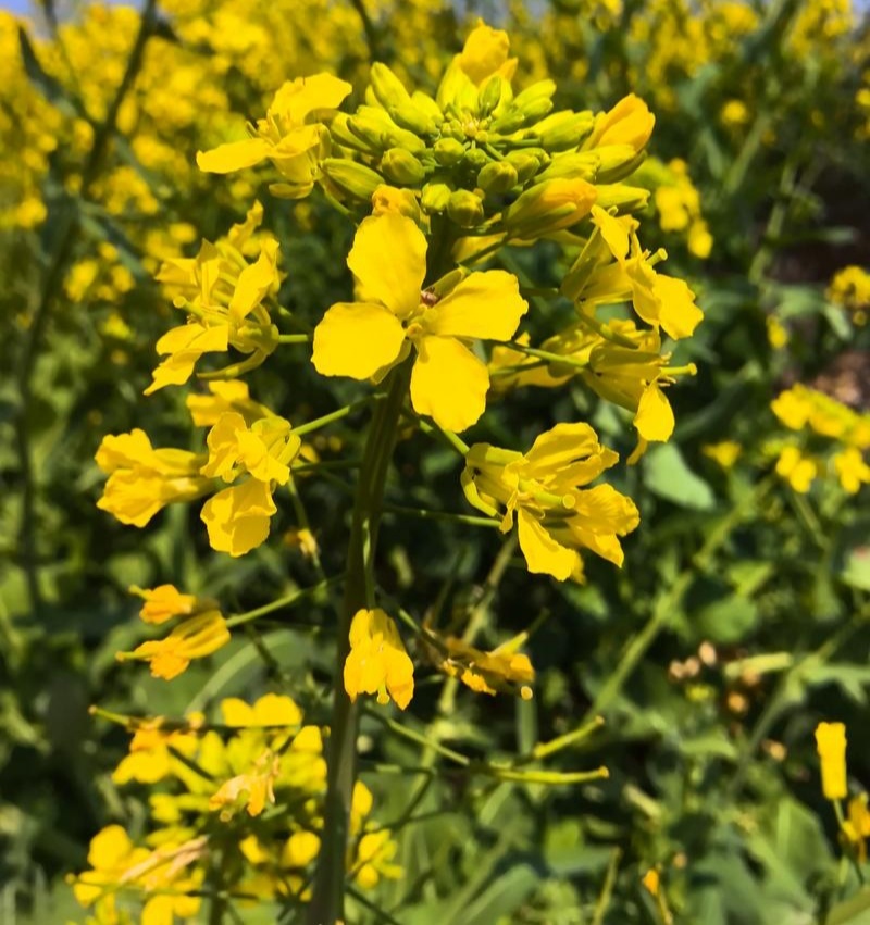 陕油19杂交油菜种子种籽油菜花籽种耐寒高产榨油可机收