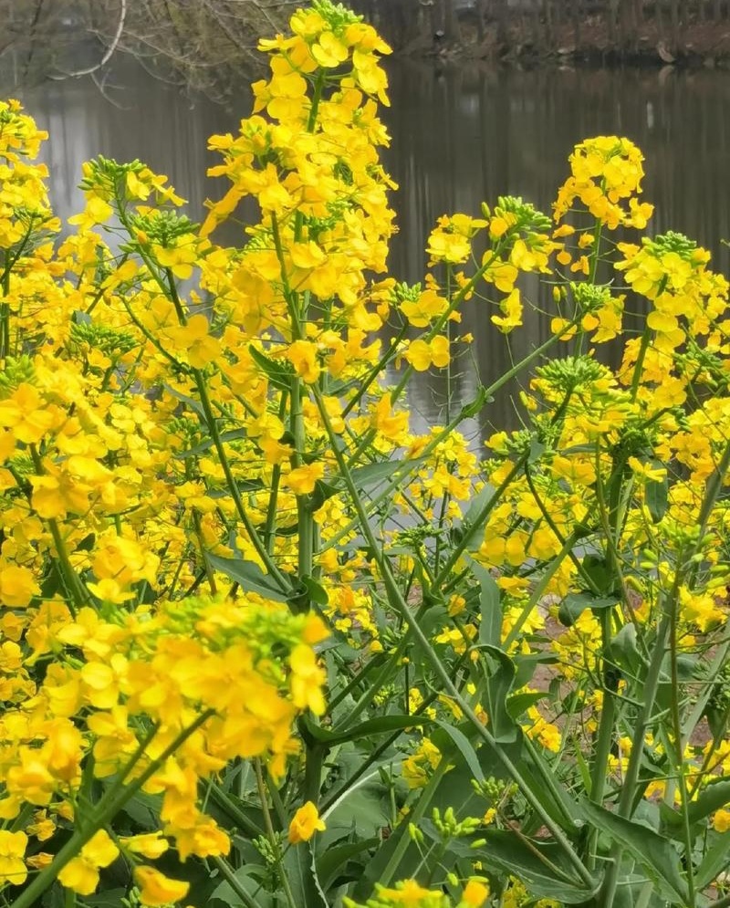 陕油19杂交油菜种子种籽油菜花籽种耐寒高产榨油可机收