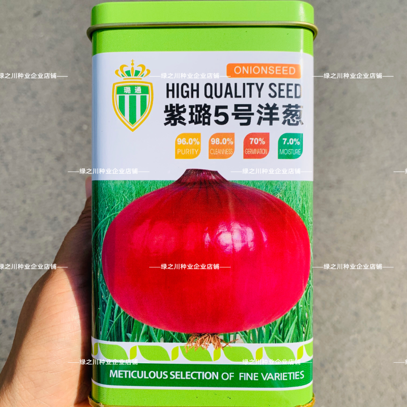 紫璐5号洋葱种子紫红皮洋葱籽抗病圆葱加厚型扁圆洋葱种籽