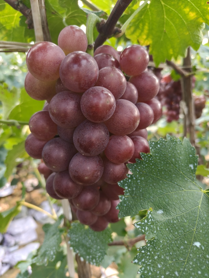 河北露天套袋巨峰葡萄大量冷库巨峰葡萄软枝不掉粒