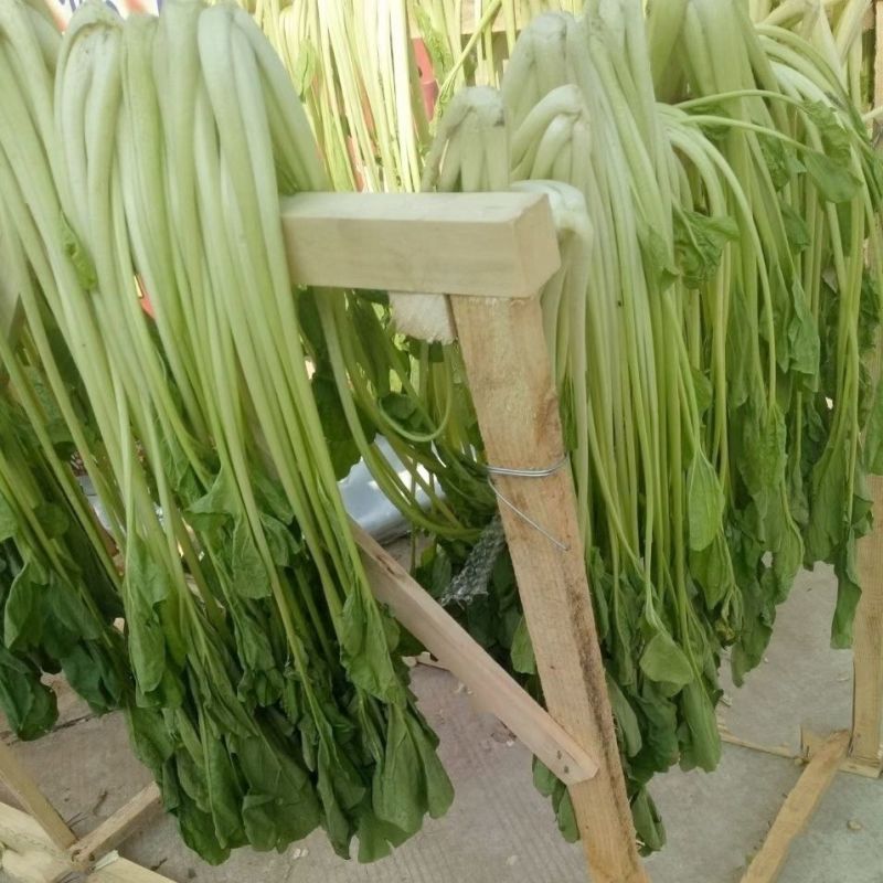 高梗白菜种子阳台庭院大田蔬菜种四季青菜种子小白菜种