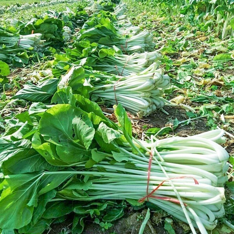 高梗白菜种子阳台庭院大田蔬菜种四季青菜种子小白菜种