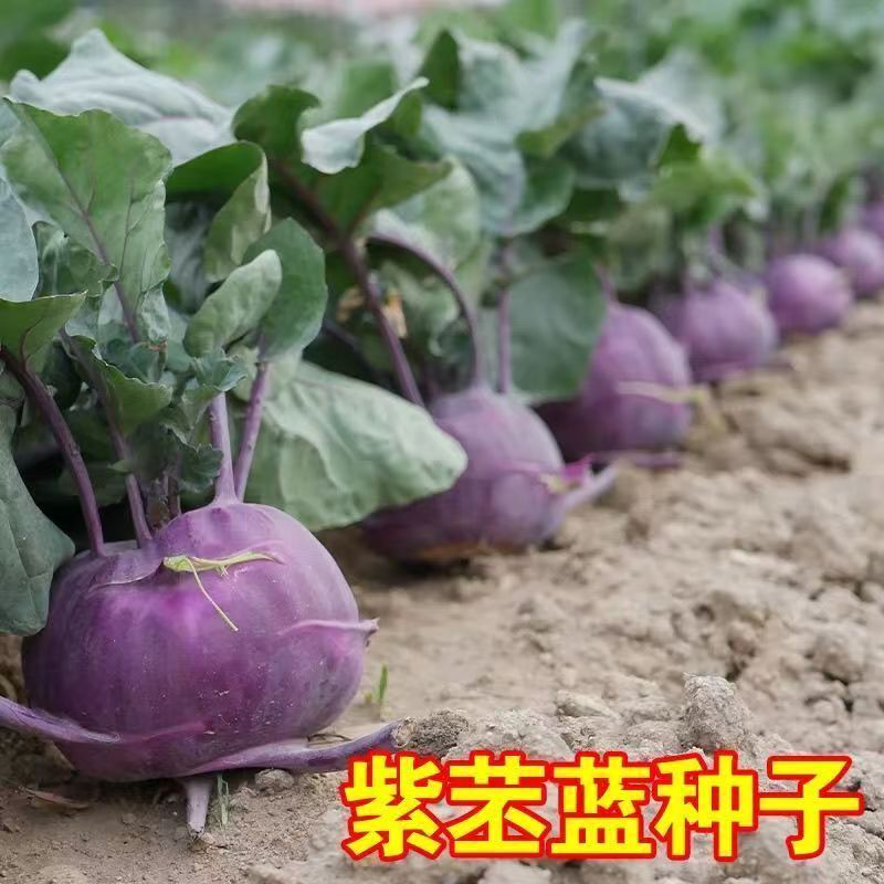 紫宝1号苤蓝种子紫苤蓝耐热耐寒耐抽苔苤兰种阳台盆栽庭院种