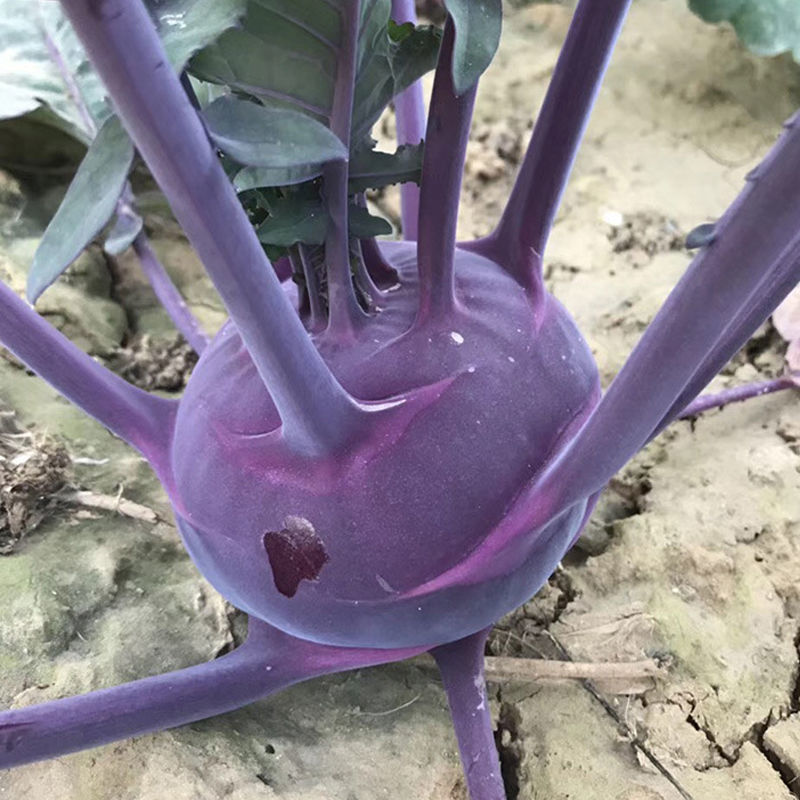 紫宝1号苤蓝种子紫苤蓝耐热耐寒耐抽苔苤兰种阳台盆栽庭院种