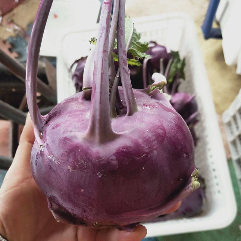 紫宝1号苤蓝种子紫苤蓝耐热耐寒耐抽苔苤兰种阳台盆栽庭院种