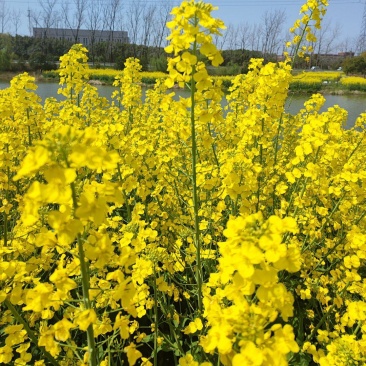 高科凌油1号油菜种子高产高油抗倒伏抗病油菜籽种子大田基地