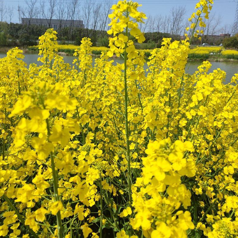 高科凌油1号油菜种子高产高油抗倒伏抗病油菜籽种子大田基地