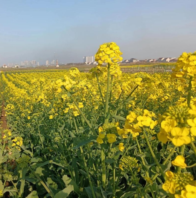 高科凌油1号油菜种子高产高油抗倒伏抗病油菜籽种子大田基地