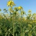 高科凌油1号油菜种子高产高油抗倒伏抗病油菜籽种子大田基地