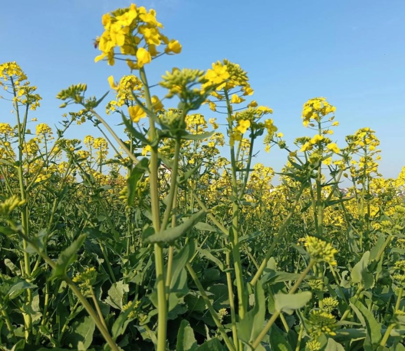 高科凌油1号油菜种子高产高油抗倒伏抗病油菜籽种子大田基地