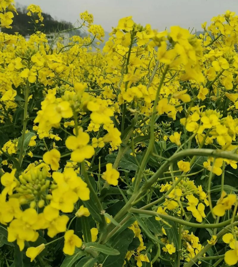 高科凌油1号油菜种子高产高油抗倒伏抗病油菜籽种子大田基地