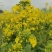 高科凌油1号油菜种子高产高油抗倒伏抗病油菜籽种子大田基地