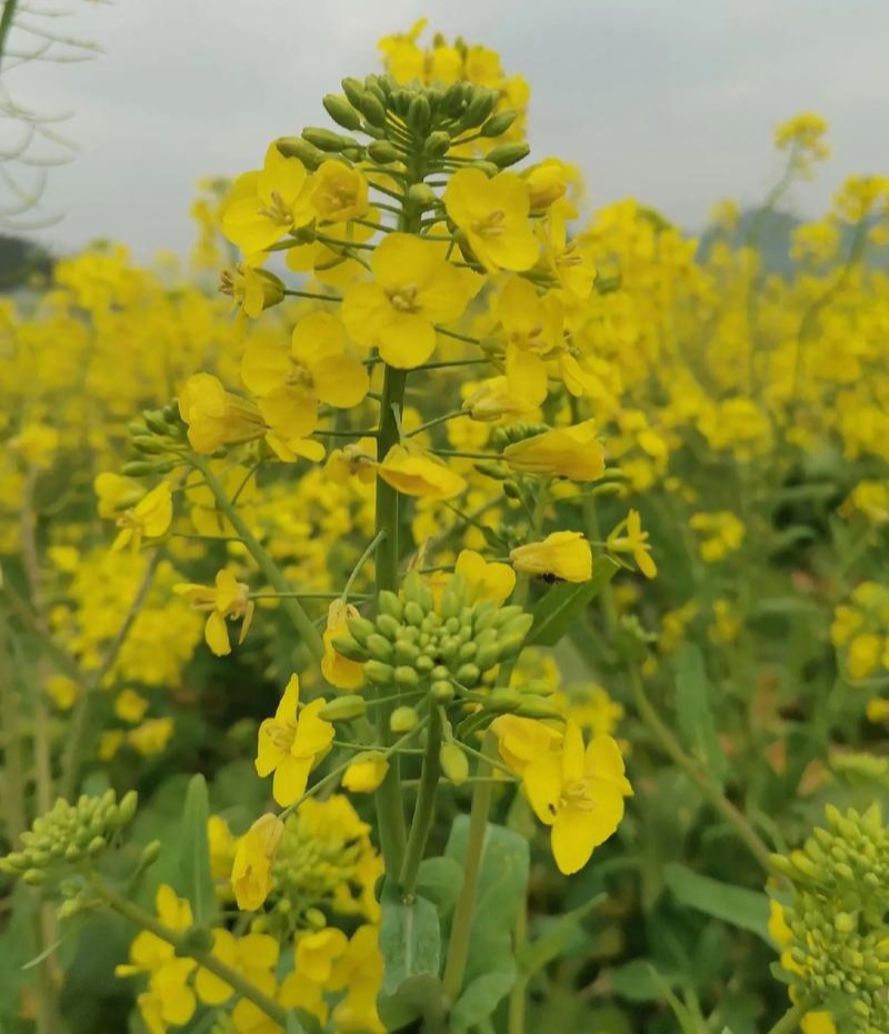 高科凌油1号油菜种子高产高油抗倒伏抗病油菜籽种子大田基地