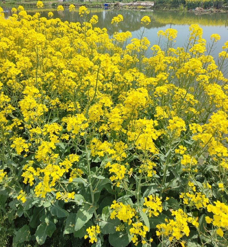 高科凌油1号油菜种子高产高油抗倒伏抗病油菜籽种子大田基地