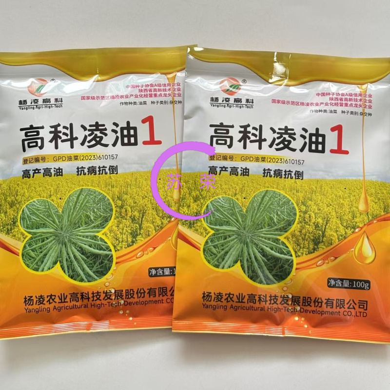 高科凌油1号油菜种子高产高油抗倒伏抗病油菜籽种子大田基地