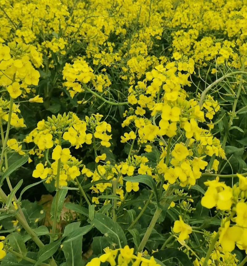 高科凌油1号油菜种子高产高油抗倒伏抗病油菜籽种子大田基地