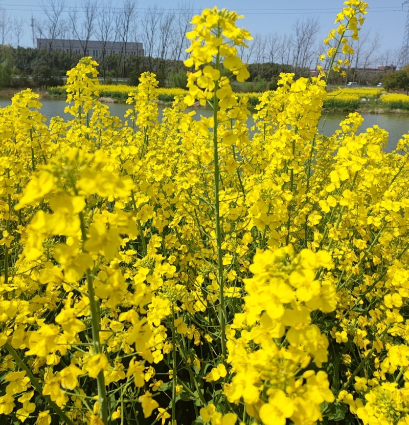 高科凌油1号油菜种子高产高油抗倒伏抗病油菜籽种子大田基地