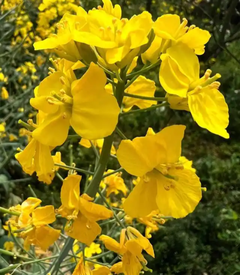 高科凌油1号油菜种子高产高油抗倒伏抗病油菜籽种子大田基地
