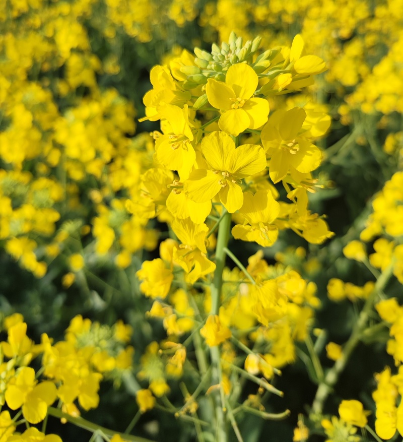 高科凌油1号油菜种子高产高油抗倒伏抗病油菜籽种子大田基地