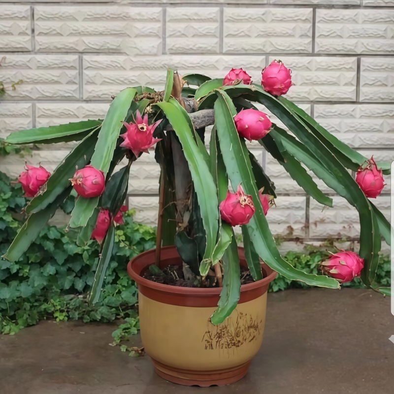 【2棵起售】红心火龙果苗种苗树苗扦插苗无需人工自花授粉