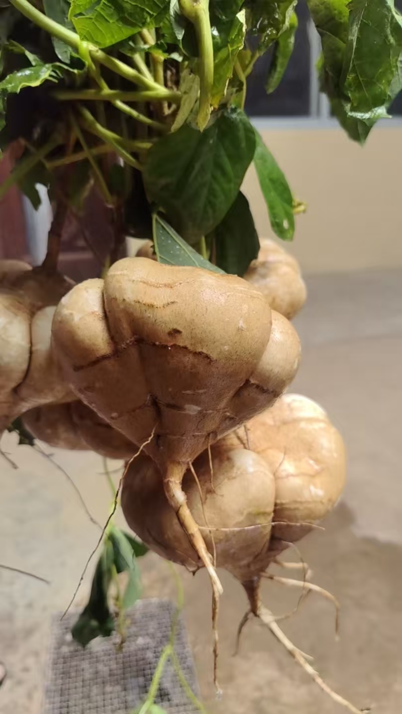 凉薯/豆薯《湖北地瓜》对接电商！市场！工厂！产地直销！