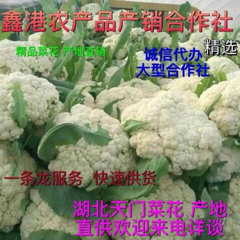 2025湖北精品小米散花大量上市，欢迎来电！