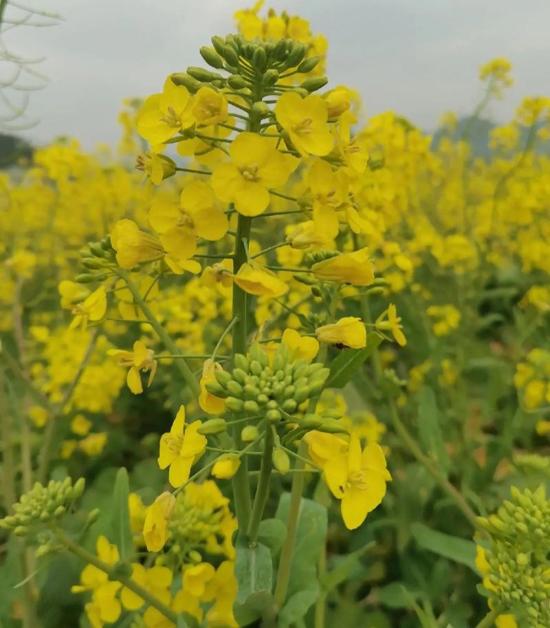 庆油8号油菜种子大籽抗病抗倒伏高产油菜种