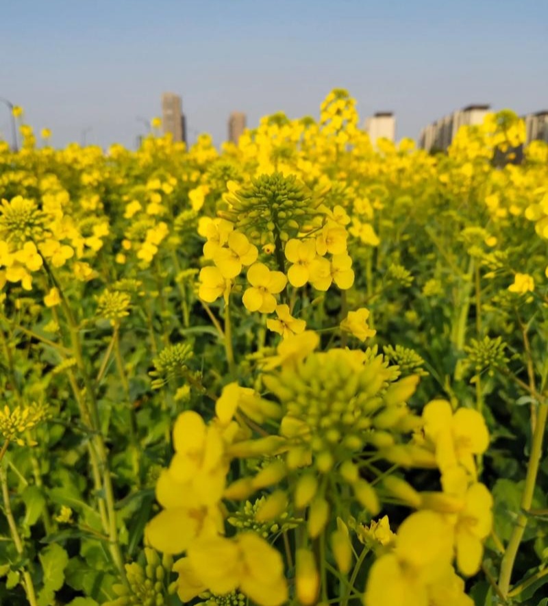 庆油8号油菜种子大籽抗病抗倒伏高产油菜种