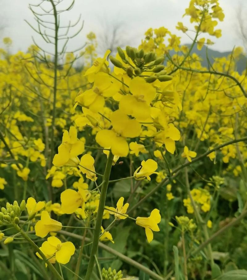 庆油8号油菜种子大籽抗病抗倒伏高产油菜种