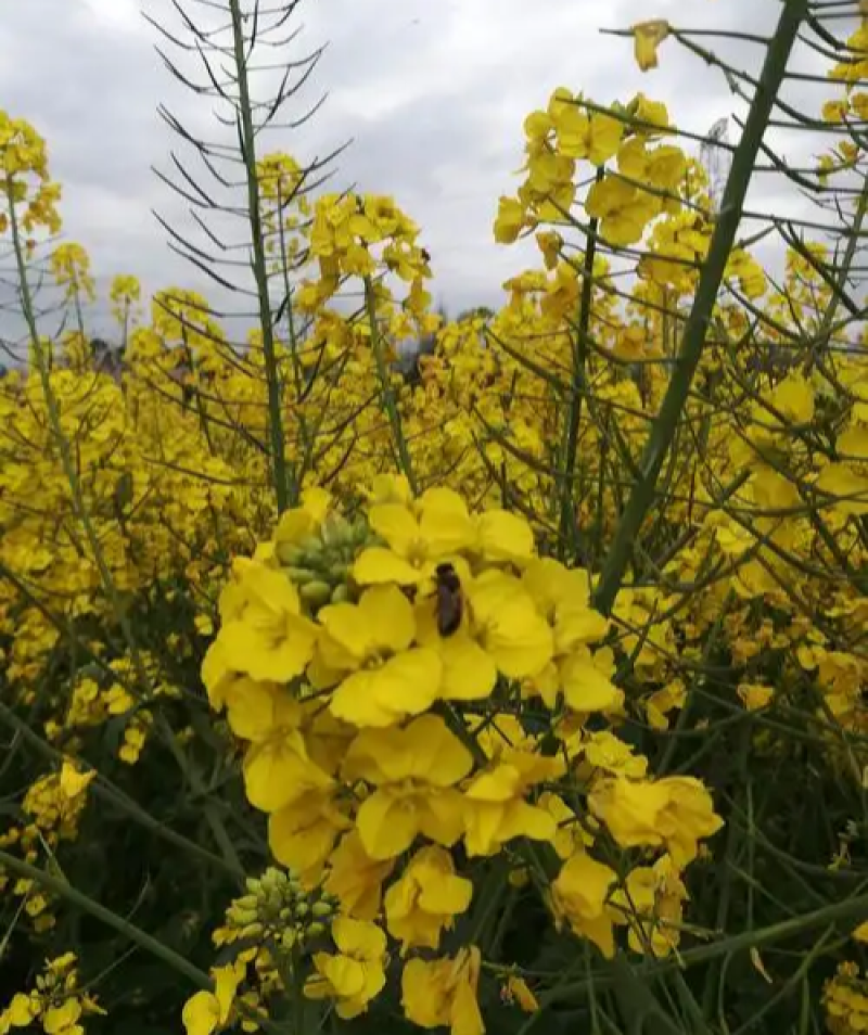 庆油8号油菜种子大籽抗病抗倒伏高产油菜种