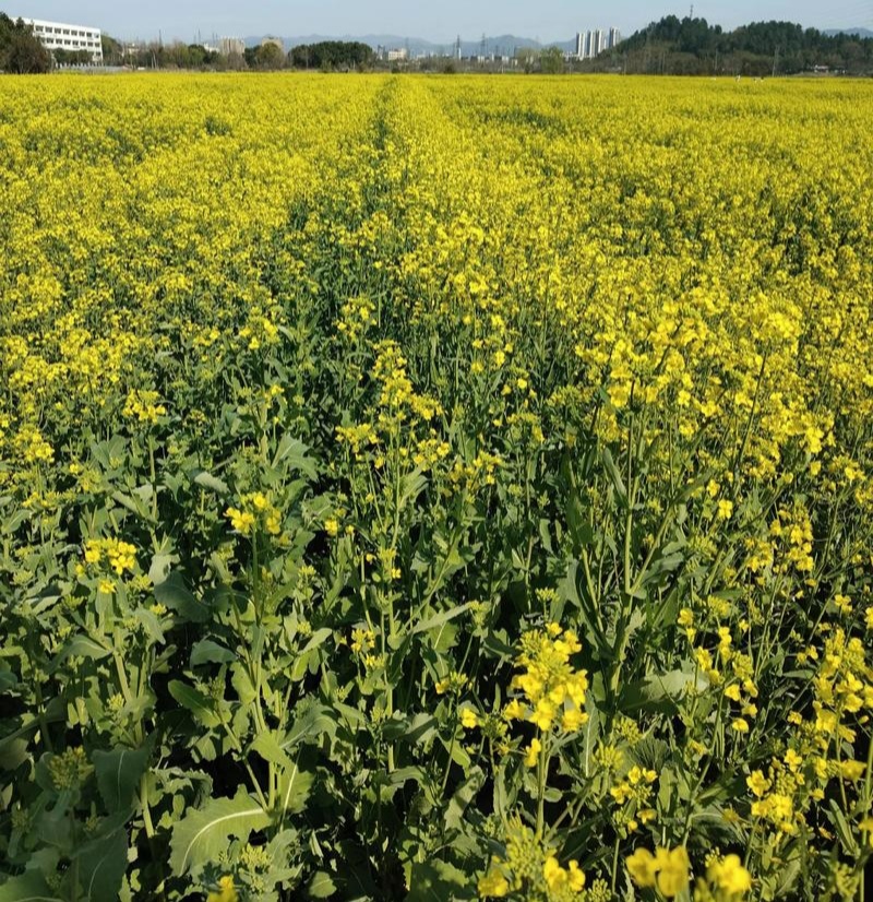 庆油8号油菜种子大籽抗病抗倒伏高产油菜种