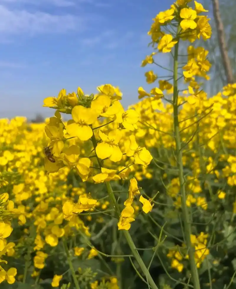 庆油8号油菜种子大籽抗病抗倒伏高产油菜种