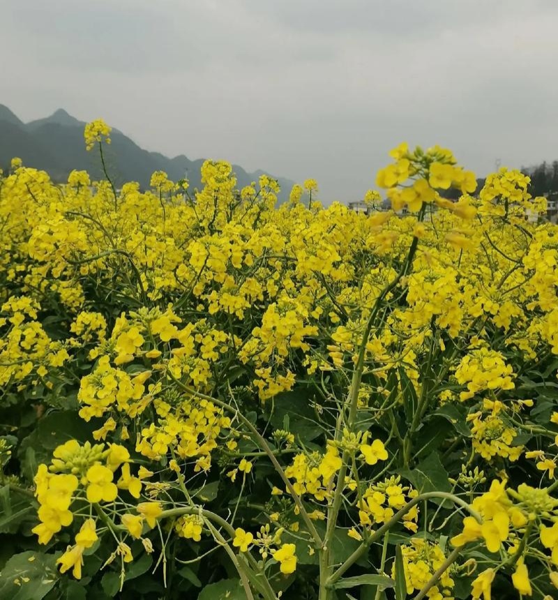 庆油8号油菜种子大籽抗病抗倒伏高产油菜种