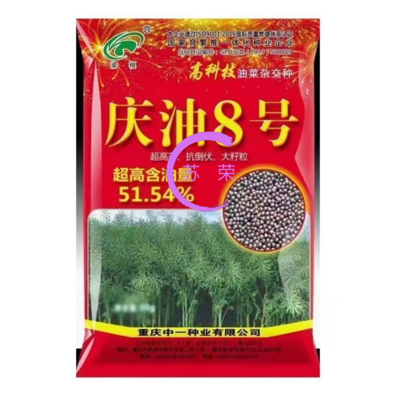 庆油8号油菜种子大籽抗病抗倒伏高产油菜种