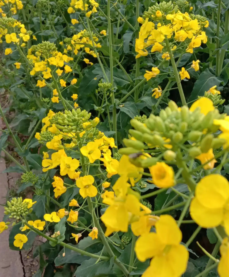 庆油8号油菜种子大籽抗病抗倒伏高产油菜种
