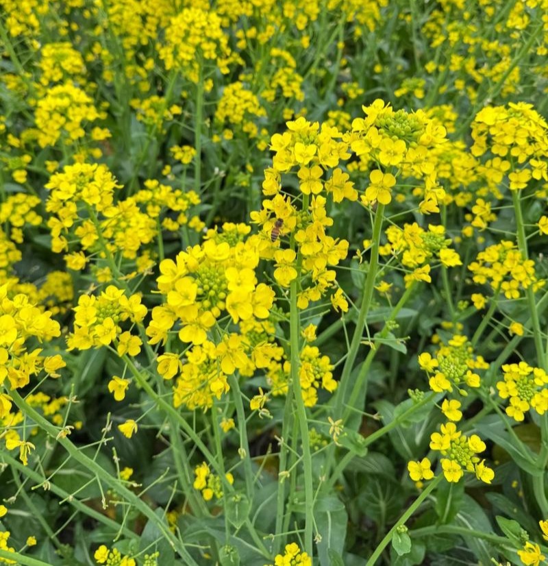 庆油3号油菜种子原装杂交油花籽出油高抗病不倒伏抗