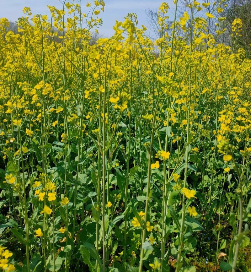 庆油3号油菜种子原装杂交油花籽出油高抗病不倒伏抗