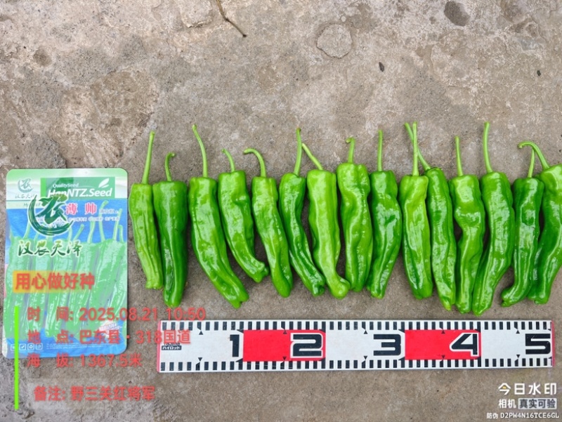辣椒薄皮椒杂交种子/武汉/洪山区直供/可零售批发