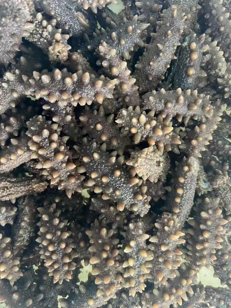 大连长海海参