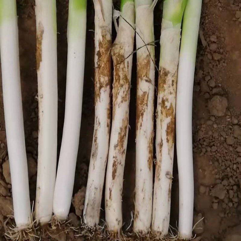 忻州铁杆大葱，叶短葱白长，自种一手货源，量大价优全国发货