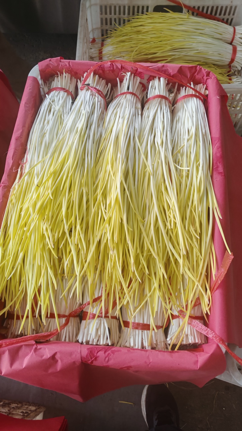 平邑精品蒜黄大量上市