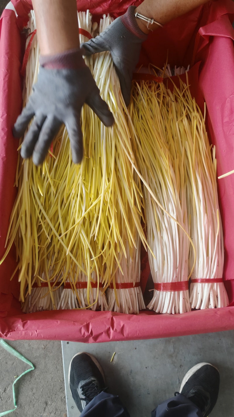 平邑精品蒜黄大量上市