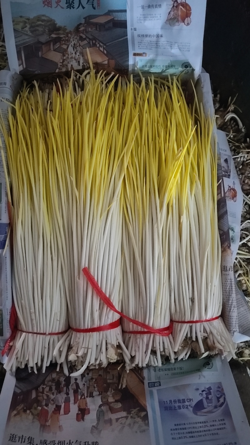 平邑精品蒜黄大量上市