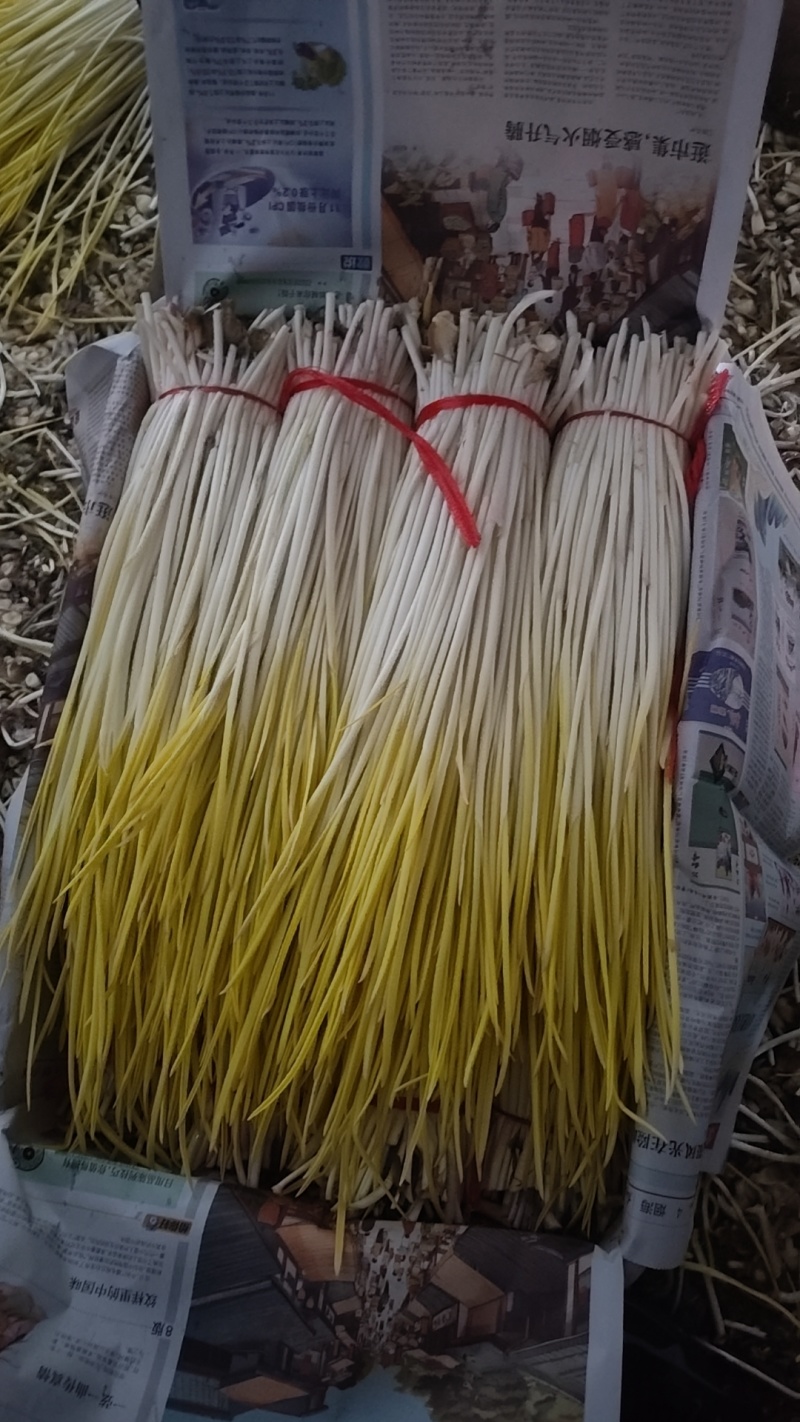 平邑精品蒜黄大量上市