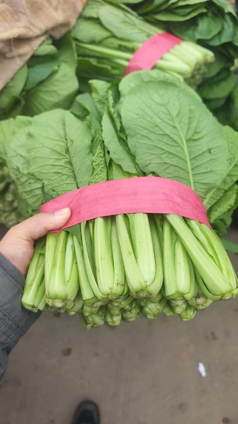 精品小白菜