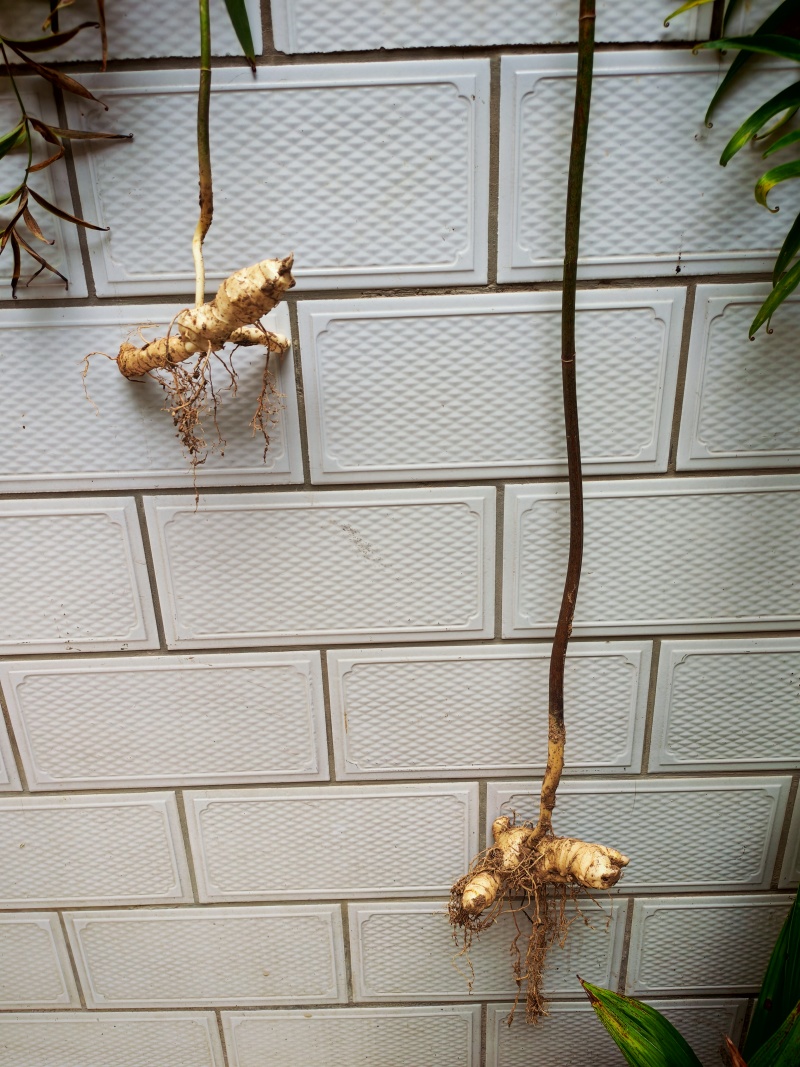 鸡头黄精。新鲜黄精