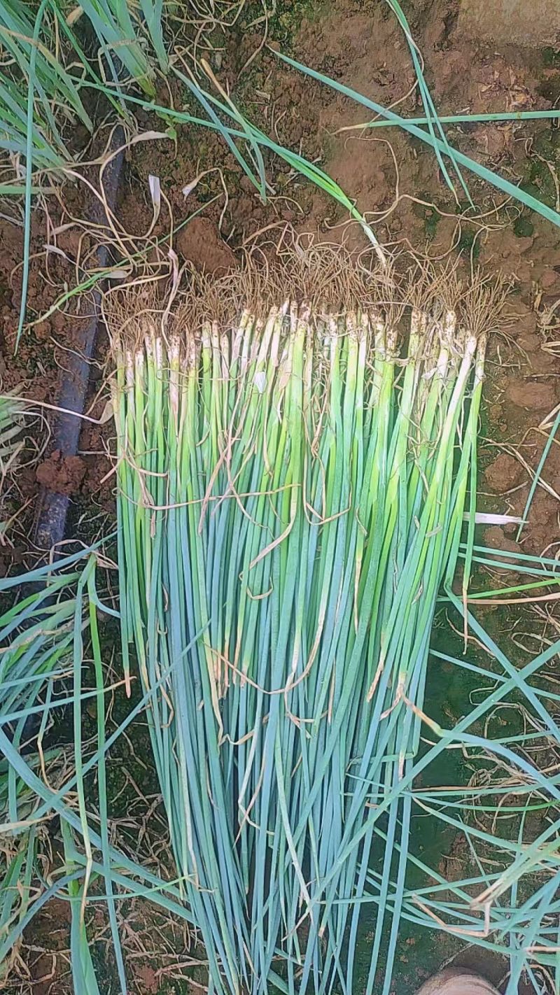 山东铁杆葱苗钢葱苗香葱苗大量现货供应免费提供种植技术