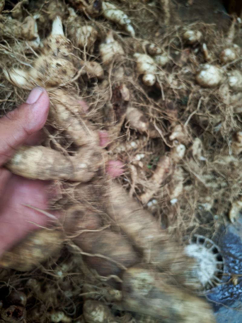 鸡头黄精。新鲜黄精