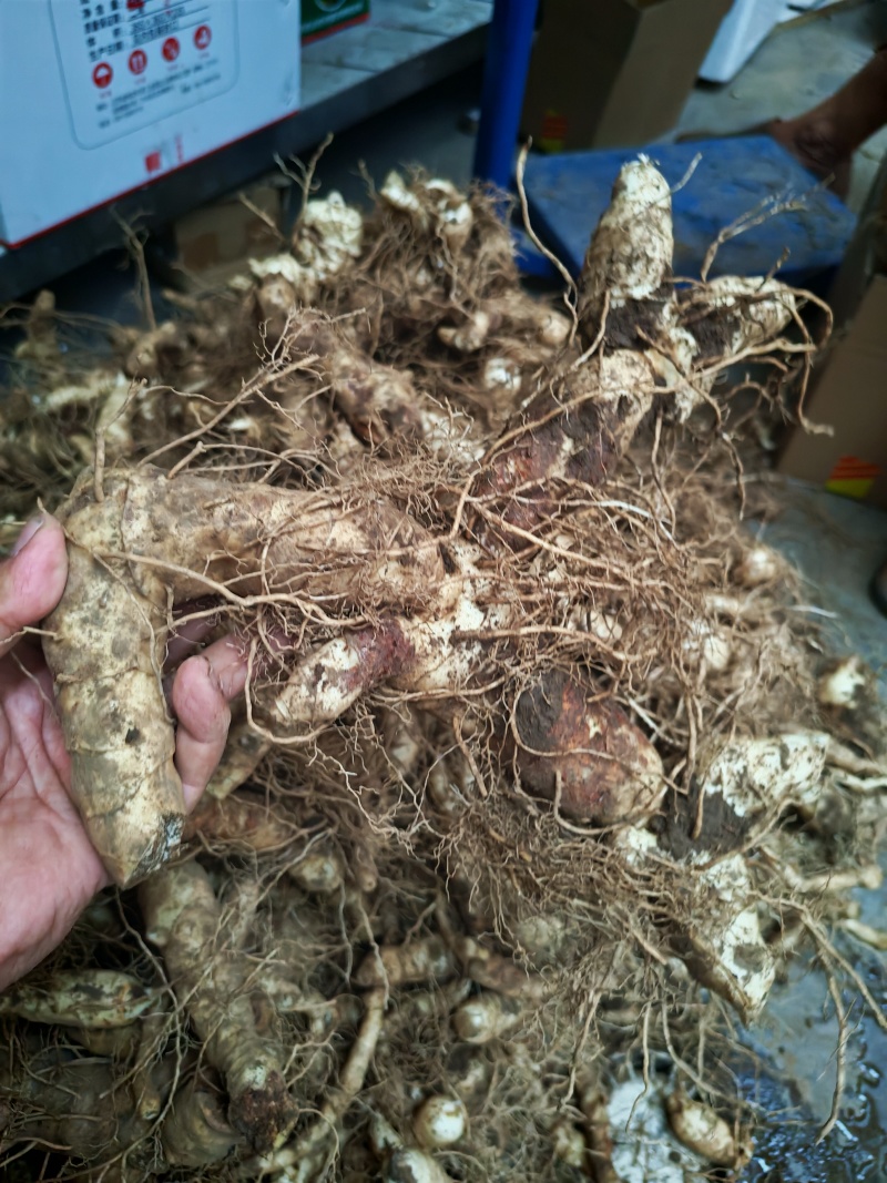 鸡头黄精。新鲜黄精